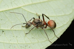 Polyrhachis bihamata