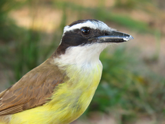 Pitangus sulphuratus