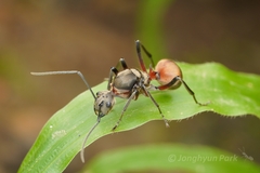 Polyrhachis bihamata
