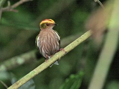 Machaeropterus pyrocephalus