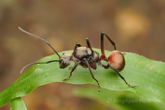 Polyrhachis bihamata