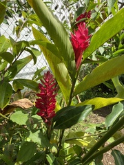 Alpinia purpurata