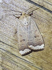 Abagrotis alternata