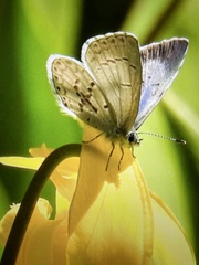 Celastrina