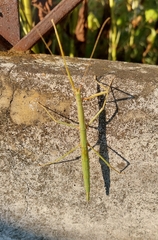 Diapheromera femorata