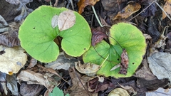 Asarum
