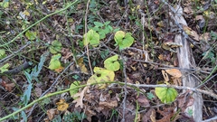 Asarum