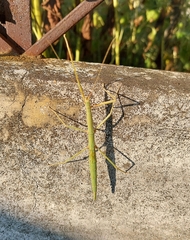 Diapheromera femorata