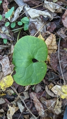 Asarum