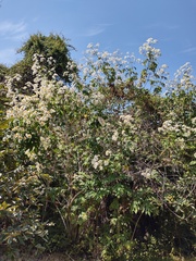 Montanoa grandiflora