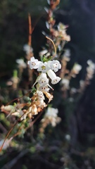 Epacris