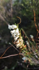 Epacris