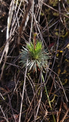 Stylidium lineare