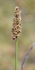 Carex tereticaulis