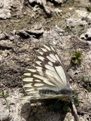 Tatochila