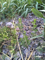 Tessaria absinthioides