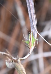 Odontoxiphidium apterum