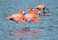 Phoenicopterus ruber