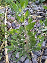 Tessaria absinthioides