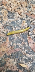 Ariolimax dolichophallus