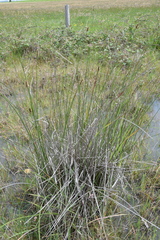 Carex tereticaulis