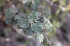 Malacothamnus fasciculatus