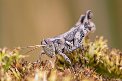 Melanoplus ponderosus