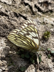 Tatochila