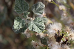 Malacothamnus fasciculatus