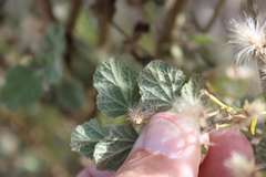 Malacothamnus fasciculatus