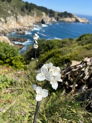Libertia chilensis