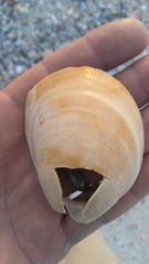 Laevicardium serratum