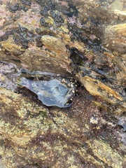 Anthopleura
