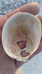 Laevicardium serratum