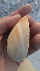 Laevicardium serratum