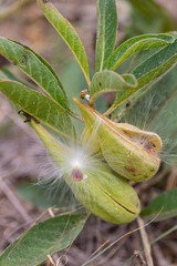 Asclepias viridis