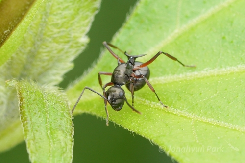 Polyrhachis laevigataPolyrhachis laevigata