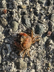 Glebocarcinus oregonensis