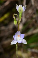 Thelymitra brevifolia