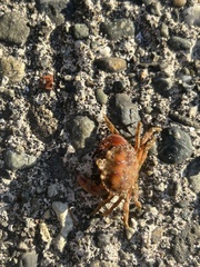 Glebocarcinus oregonensis