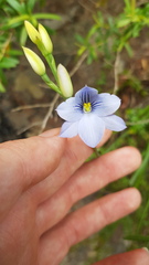 Thelymitra venosa