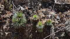 Stylidium lineare