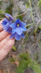 Thelymitra venosa