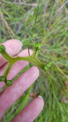 Drosera binata