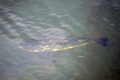 Micropterus floridanus