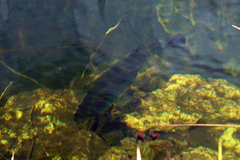 Micropterus floridanus