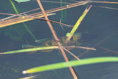 Cichla ocellaris