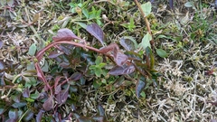 Ludwigia repens
