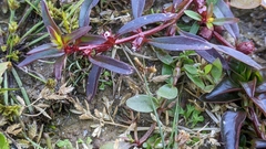 Ludwigia repens