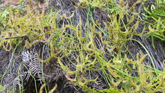 Drosera binata